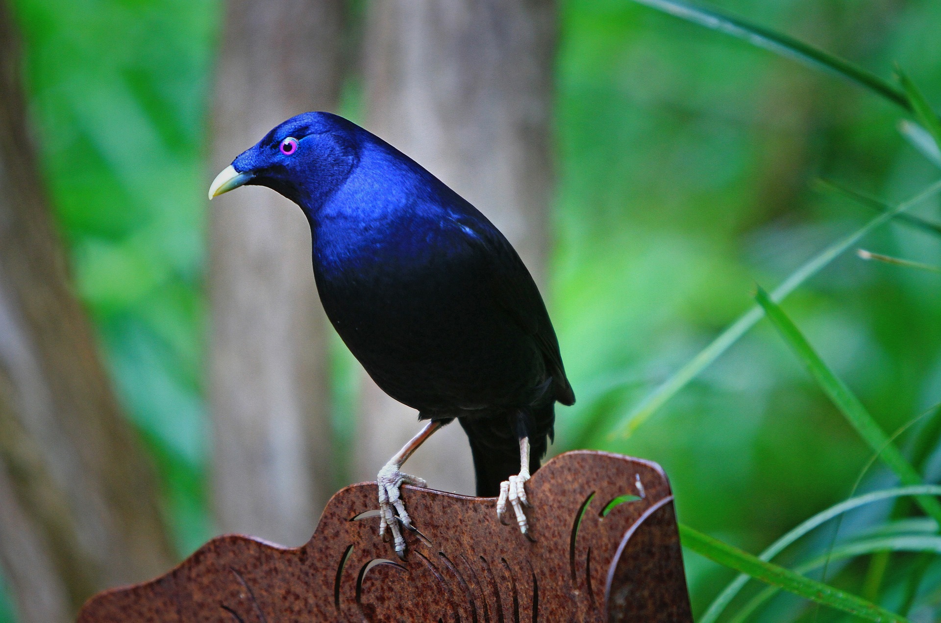 pin-on-birds-of-arizona